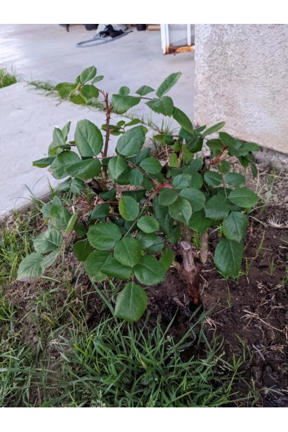 Кущ троянди Pure Blonde на клумбі